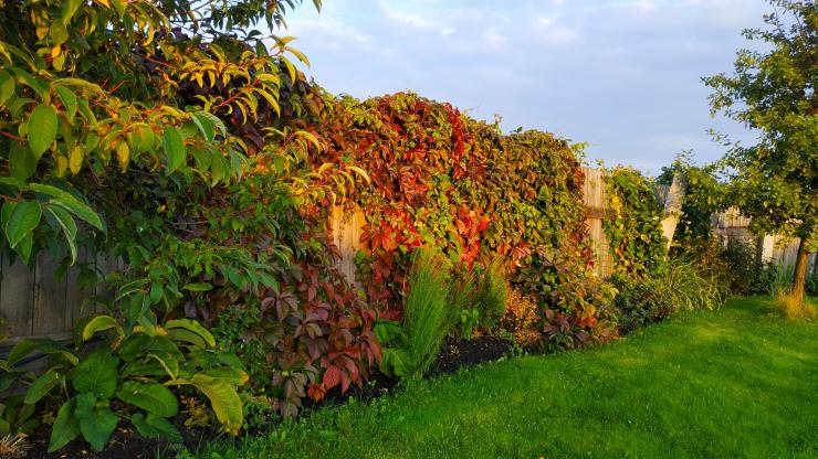 Кустарники с разноцветной листвой в изгороди