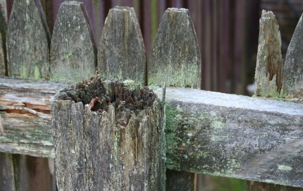 Старый гнилой деревянный забор
