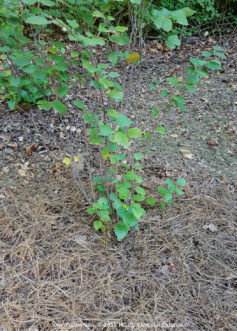 The surrounding soil is then covered with a 2- to 3-inch layer of mulch, and the plant is watered slowly to settle the soil.