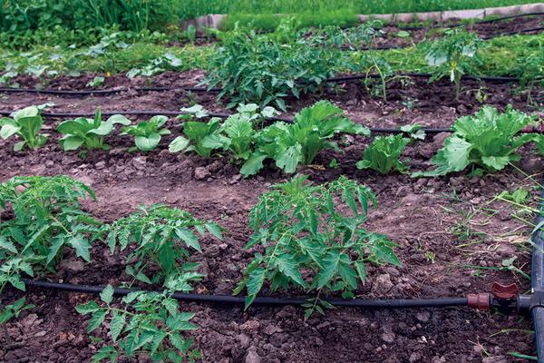 Drip irrigation