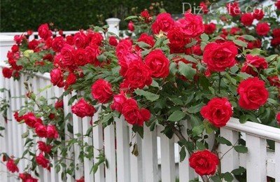 Украшенный розами декоративный забор
