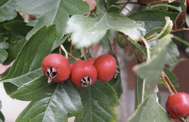Зрелые плоды сорта боярышника Даурский