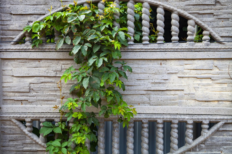 Девичий виноград на бетонном заборе