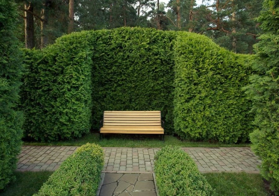 Скамейка для отдыха в саду с живой изгородью