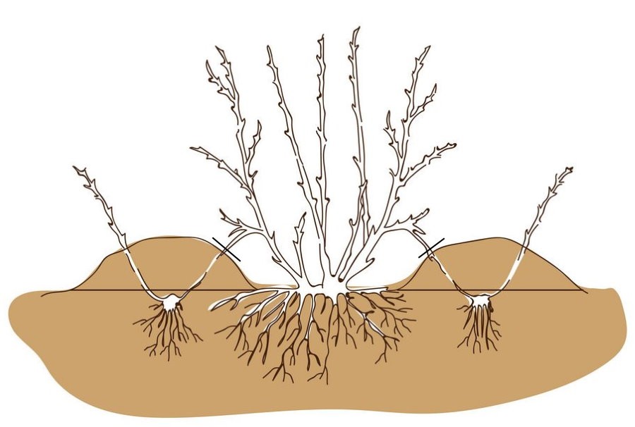 Схема размножения садового пузыреплодника отводками
