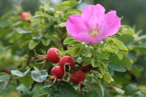 Фото: цветы и ягоды шиповника