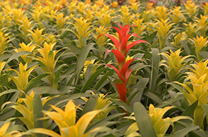 Close view of a cluster of tall narrow yellow bromeliads with a lone red one in their midst