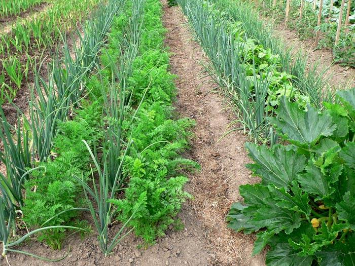 Совместимость овощей на грядке – пример совместной посадки лука и моркови