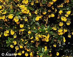 Vivid colour: Berberis Goldilocks