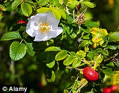 Vigorous grower: Rosa rugosa