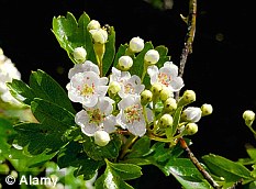 Lovely in spring: Hawthorn