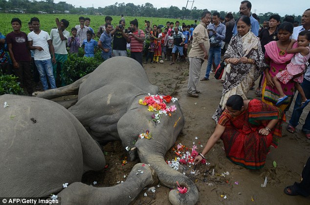 Mourners gather around the two elephants after they died near the Siliguli area