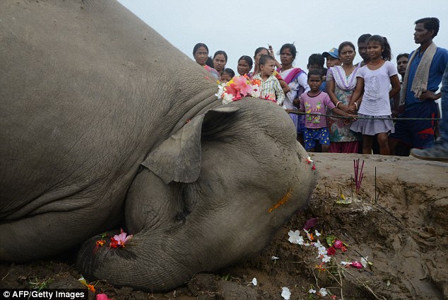 Pictures show a circle of people standing around the elephants as they form a makeshift funeral