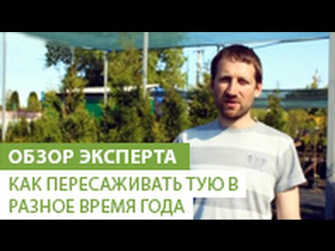 Когда подстригать тую, осенью или весной, и как это правильно делать?