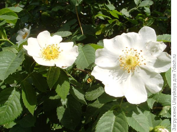 Цветет роза собачья, или шиповник, фото автора