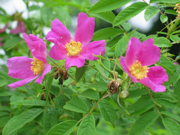 Шиповник морщинистый (Rosa rugosa), цветы