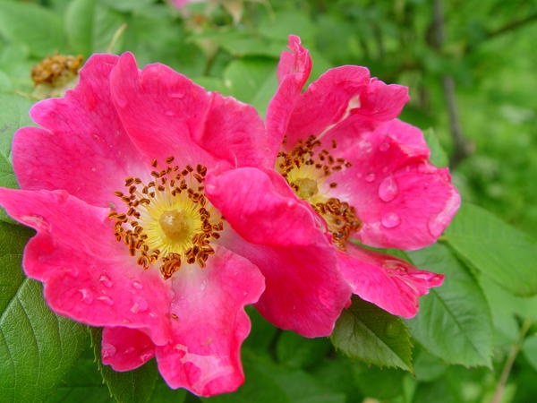 Шиповник французский (Rosa gallica), цветы