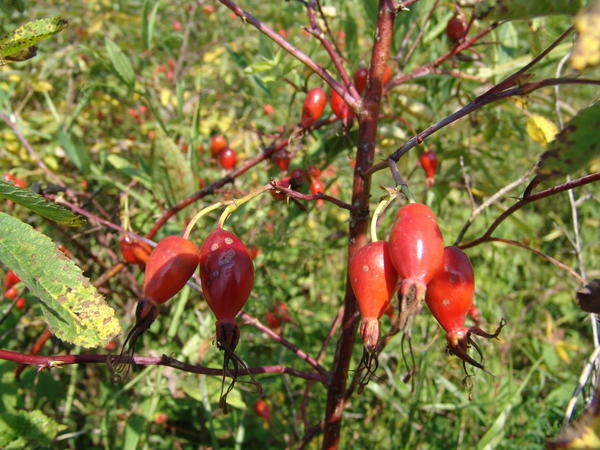 Шиповник майский, или коричный (Rosa majalis), плоды