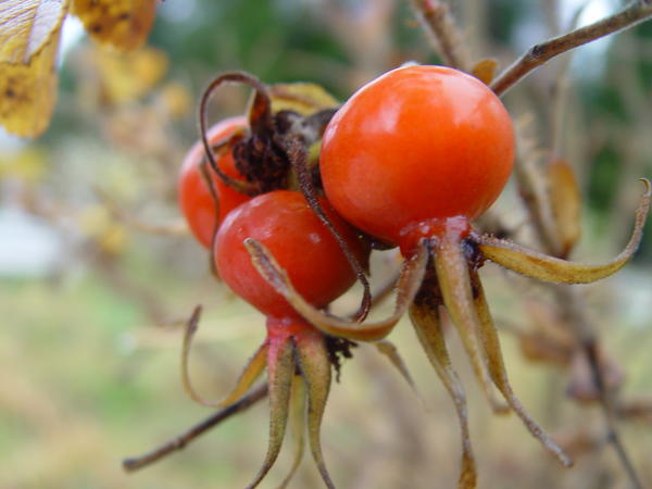 Шиповник морщинистый (Rosa rugosa), плоды