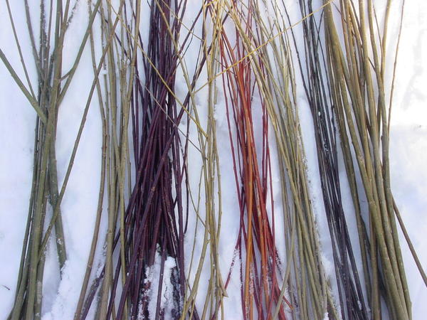 Можно использовать для плетения срезанные осенью ветки, сохраняя их зимой в снегу