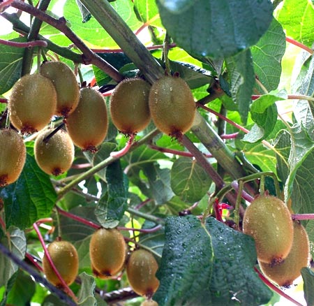 фруктовые лианы