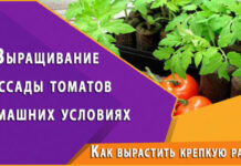 Как вырастить крепкую рассаду дома
