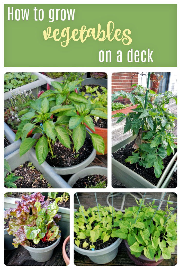 Tips for growing vegetables on a deck garden