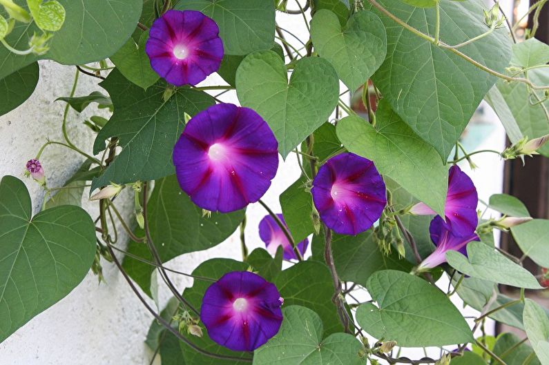 Ипомея трехцветная - Вьющиеся комнатные растения, которые цветут
