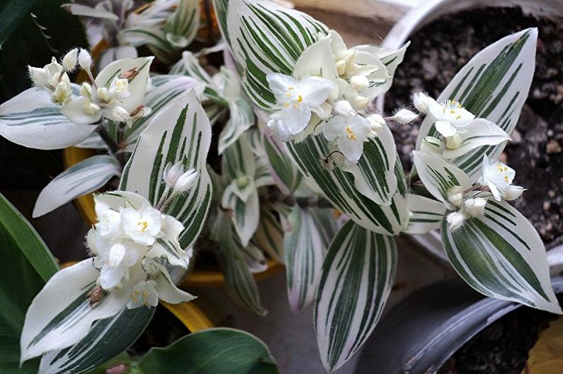 Традесканция - Вьющиеся комнатные растения, которые цветут