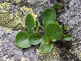 Salix herbacea a2.jpg