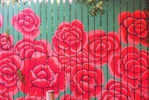 Розы на деревянном заборе 