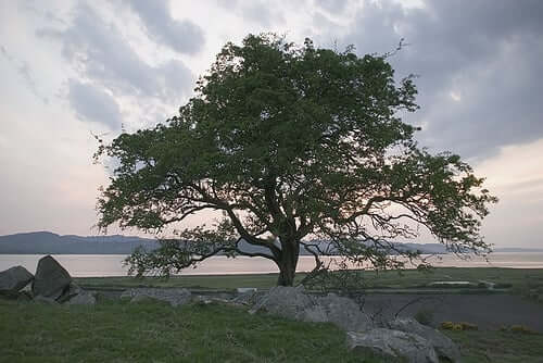 celtic hawthorn tree