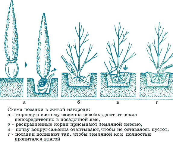 живая изгородь